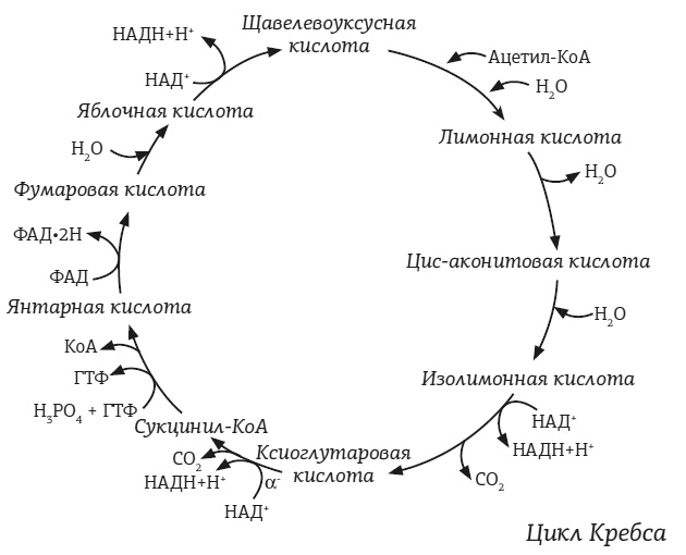 #КетоДиета. Есть жир можно! #КетоДиета. Есть жир можно!