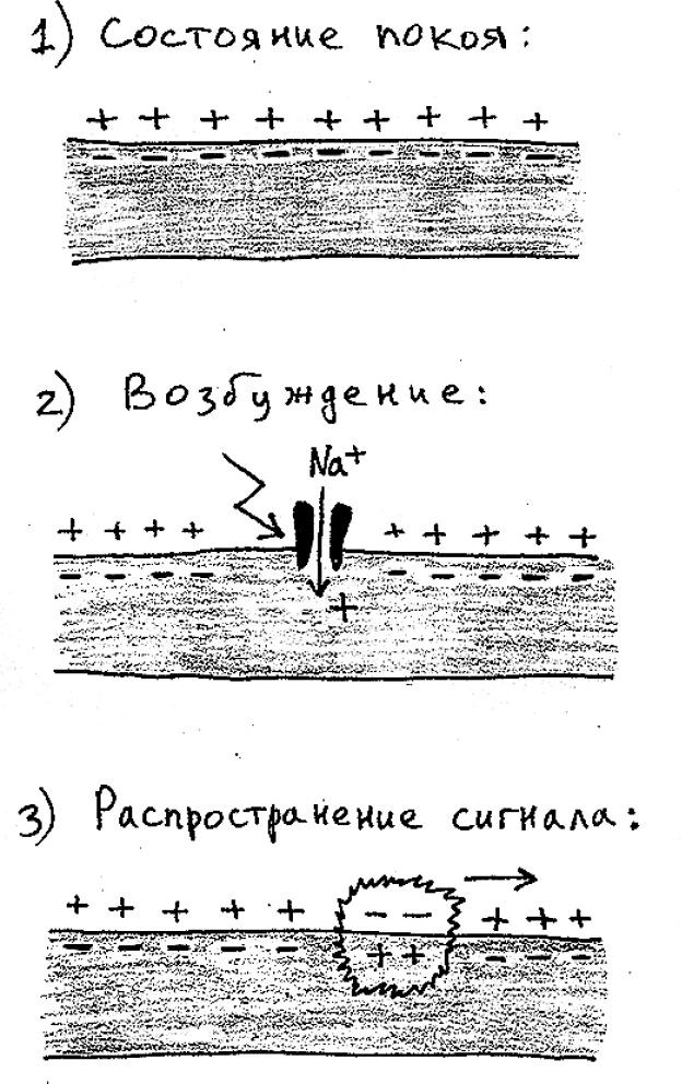Мозг материален