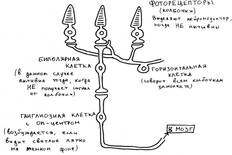 Мозг материален Мозг материален