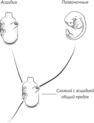 Невероятная случайность бытия. Эволюция и рождение человека Невероятная случайность бытия. Эволюция и рождение человека