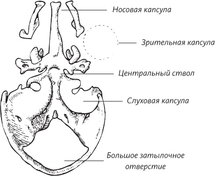 Невероятная случайность бытия. Эволюция и рождение человека Невероятная случайность бытия. Эволюция и рождение человека