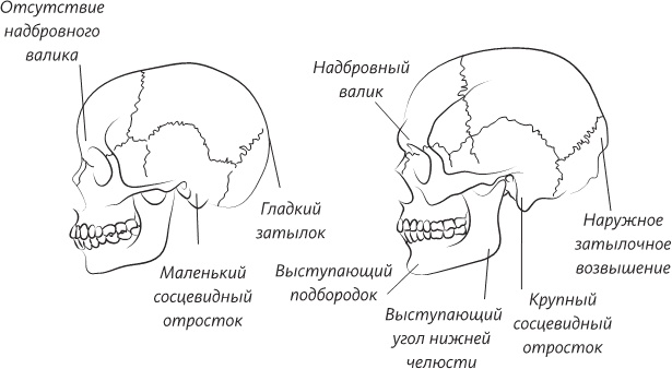 Невероятная случайность бытия. Эволюция и рождение человека Невероятная случайность бытия. Эволюция и рождение человека