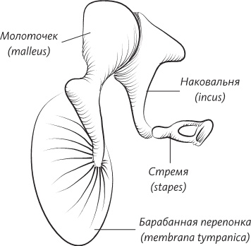 Невероятная случайность бытия. Эволюция и рождение человека Невероятная случайность бытия. Эволюция и рождение человека