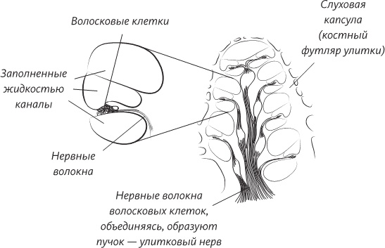 Невероятная случайность бытия. Эволюция и рождение человека Невероятная случайность бытия. Эволюция и рождение человека