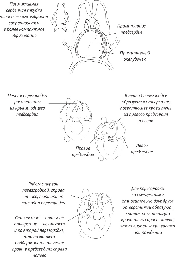 Невероятная случайность бытия. Эволюция и рождение человека Невероятная случайность бытия. Эволюция и рождение человека