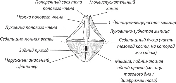 Невероятная случайность бытия. Эволюция и рождение человека Невероятная случайность бытия. Эволюция и рождение человека