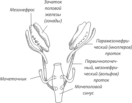 Невероятная случайность бытия. Эволюция и рождение человека Невероятная случайность бытия. Эволюция и рождение человека