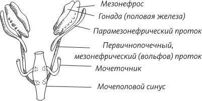 Невероятная случайность бытия. Эволюция и рождение человека Невероятная случайность бытия. Эволюция и рождение человека