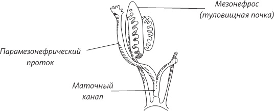 Невероятная случайность бытия. Эволюция и рождение человека Невероятная случайность бытия. Эволюция и рождение человека