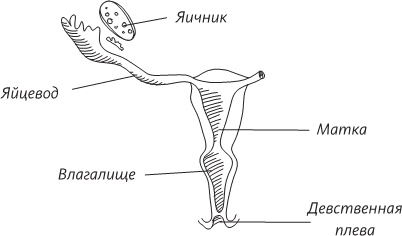 Невероятная случайность бытия. Эволюция и рождение человека Невероятная случайность бытия. Эволюция и рождение человека