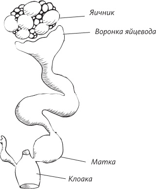 Невероятная случайность бытия. Эволюция и рождение человека Невероятная случайность бытия. Эволюция и рождение человека