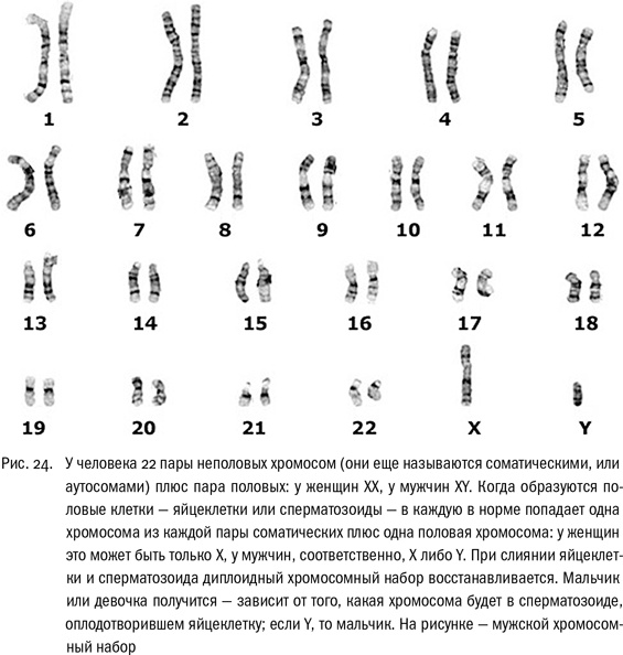 ДНК и её человек. Краткая история ДНК-идентификации ДНК и её человек. Краткая история ДНК-идентификации