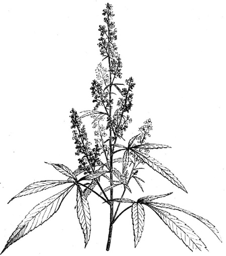 О чем думают растения О чем думают растения