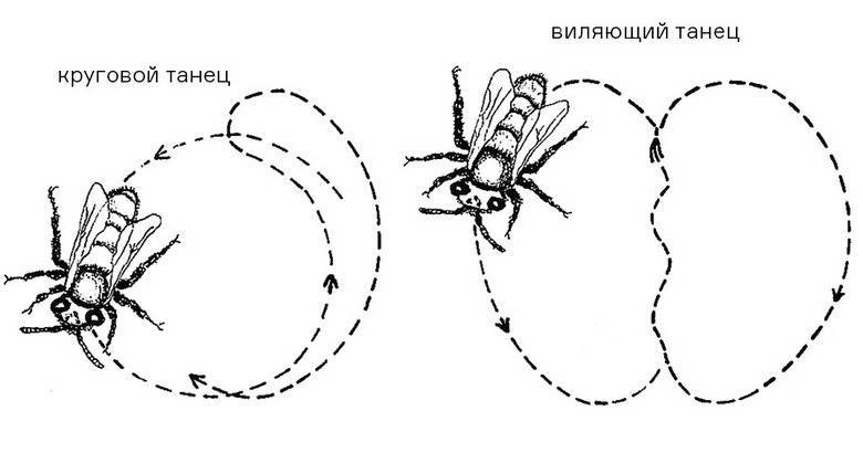 Инсектопедия Инсектопедия