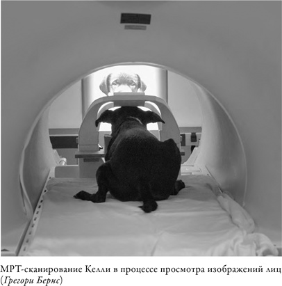Что значит быть собакой. И другие открытия в области нейробиологии животных Что значит быть собакой. И другие открытия в области нейробиологии животных