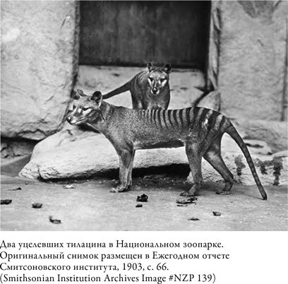 Что значит быть собакой. И другие открытия в области нейробиологии животных Что значит быть собакой. И другие открытия в области нейробиологии животных