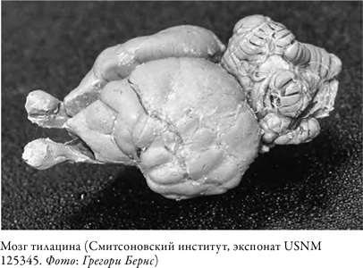 Что значит быть собакой. И другие открытия в области нейробиологии животных Что значит быть собакой. И другие открытия в области нейробиологии животных