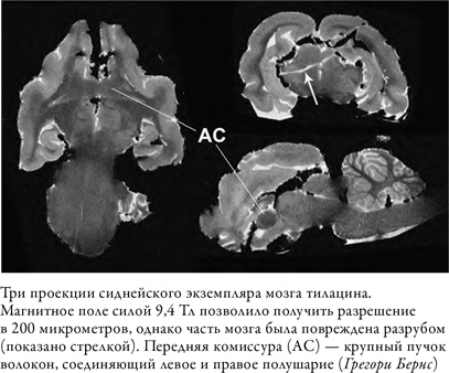 Что значит быть собакой. И другие открытия в области нейробиологии животных Что значит быть собакой. И другие открытия в области нейробиологии животных