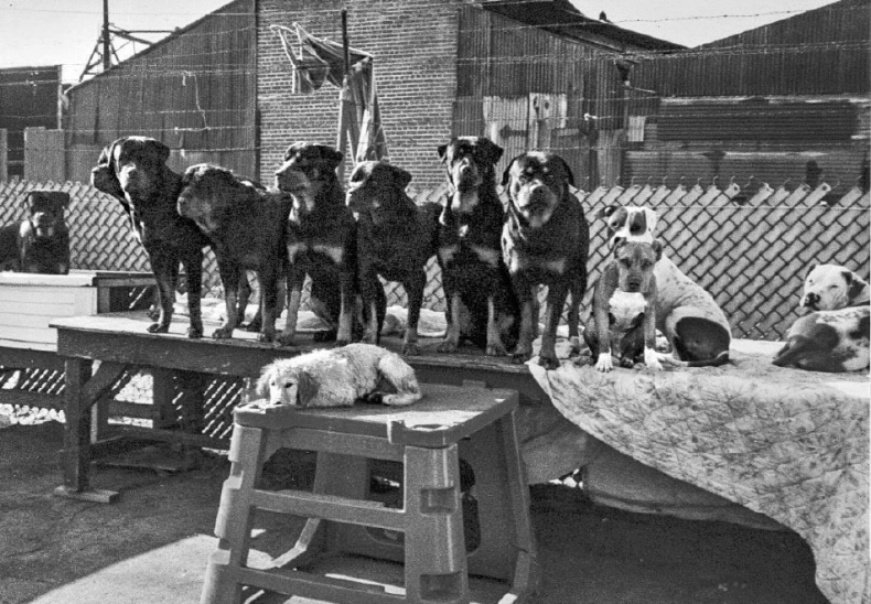 «Вожак стаи». Полное руководство по дрессировке и воспитанию собак