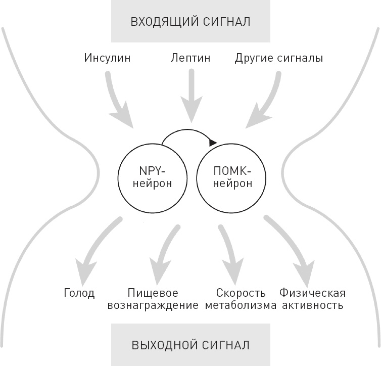Голодный мозг. Как перехитрить инстинкты, которые заставляют нас переедать Голодный мозг. Как перехитрить инстинкты, которые заставляют нас переедать