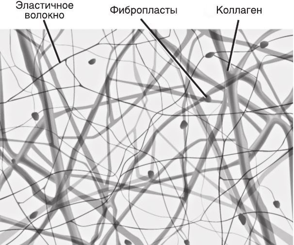 Кожа: мифы и правда о самом большом органе Кожа: мифы и правда о самом большом органе