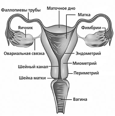 Чисто женская тема! Что должна знать каждая дама о своем здоровье