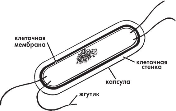 Предрассудки о здоровье. Жить надо с умом и правильно Предрассудки о здоровье. Жить надо с умом и правильно